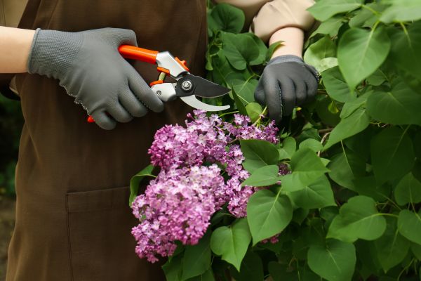 Lilac Pruning Service in Gallatin