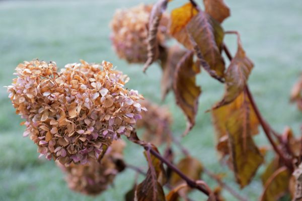 Hydrangea Removal in Gallatin