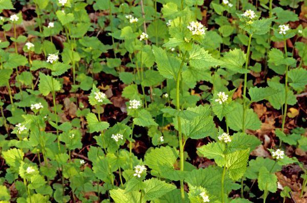 Garlic Mustard Removal in Gallatin