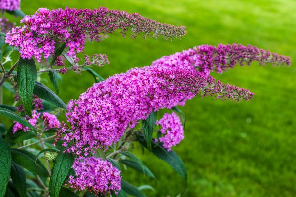Butterfly Bush Removal in Gallatin
