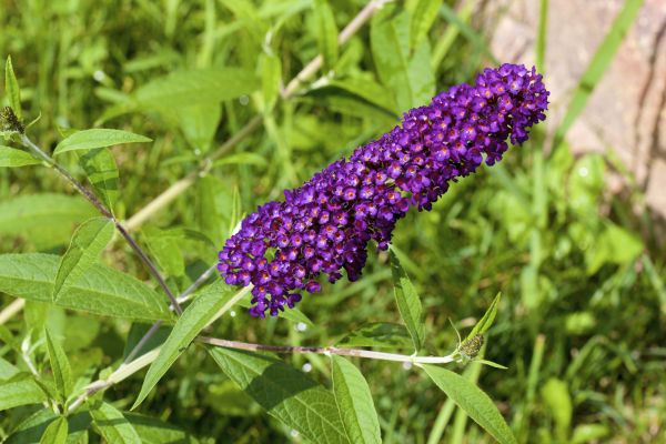 Butterfly Bush Pruning in Gallatin