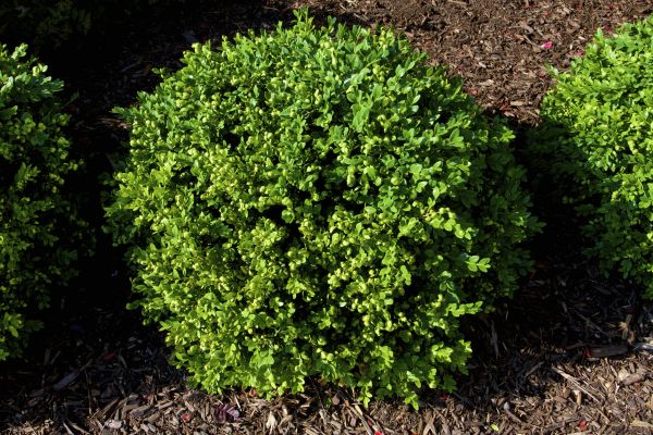 Boxwood Removal in Gallatin