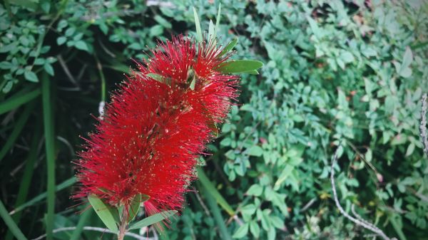 Bottlebrush Pruning in Gallatin