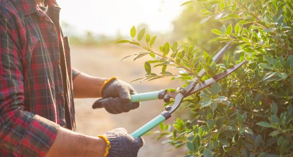 Shrub Pruning in Gallatin