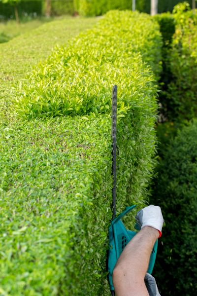 Hedge Trimming in Gallatin